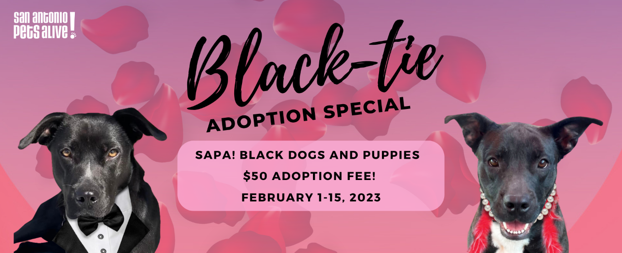 Black-Tie Adoption Special